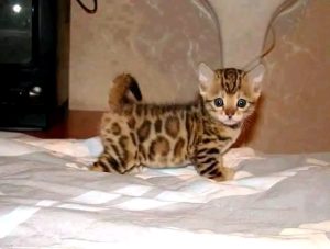 Why Is My Cat So Small?