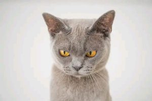 Do Cats Growl