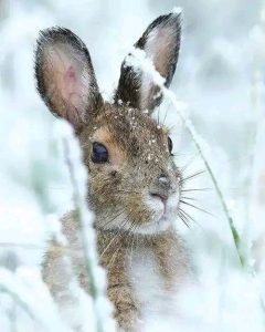 Can Rabbits Eat Cucumber?