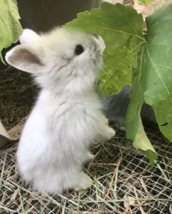 Are Rabbits Rodents?