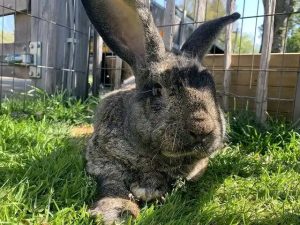 What causes rabbit dewlap?