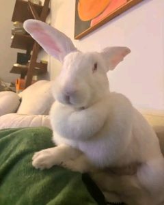 What causes rabbit dewlap?