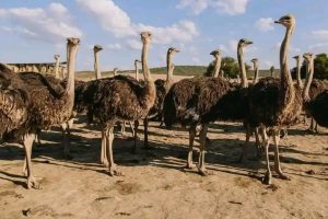 How To Care For Your Ostrich 
