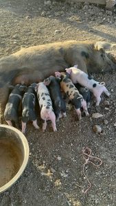 How to Create a Pig Cage