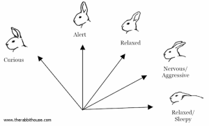 Types of Rabbits Behaviours 