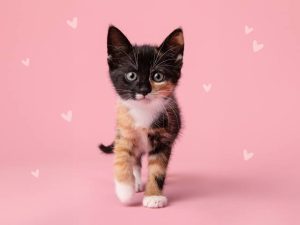 Can A Newborn Kitten Survive Without A Mother 
