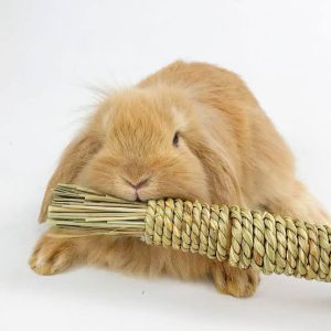 Recommended Toys For Your Rabbits