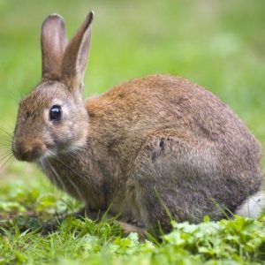 Symptoms Your Rabbits Might Be Dying
