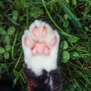 Checkout 10 Alternatives To Declawing A Cat
