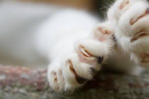 Checkout 10 Alternatives To Declawing A Cat