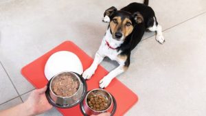 How to Start Giving Your Puppy Solid Food
