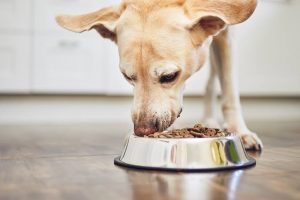 How to Start Giving Your Puppy Solid Food