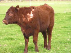 How To Treat Lice in Your Cattle