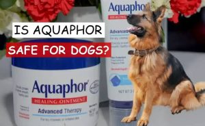 Can I Put Aquaphor on My Dog?